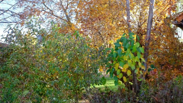 Herbst in Hattrop 2018